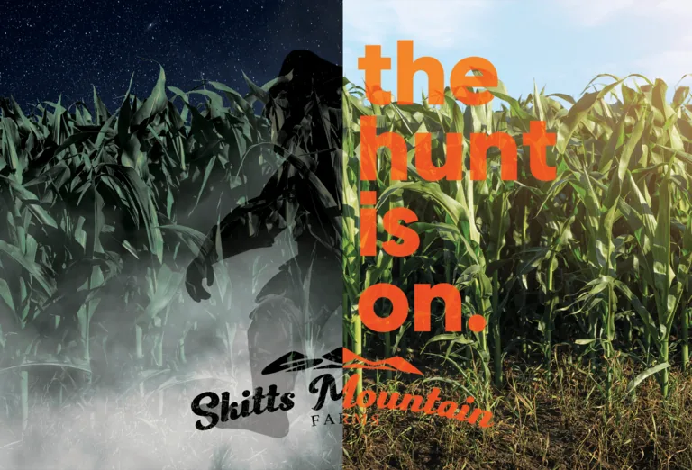 The hunt is on — a sasquatch silhouette in the corn maze at Skitts Mountain Farms